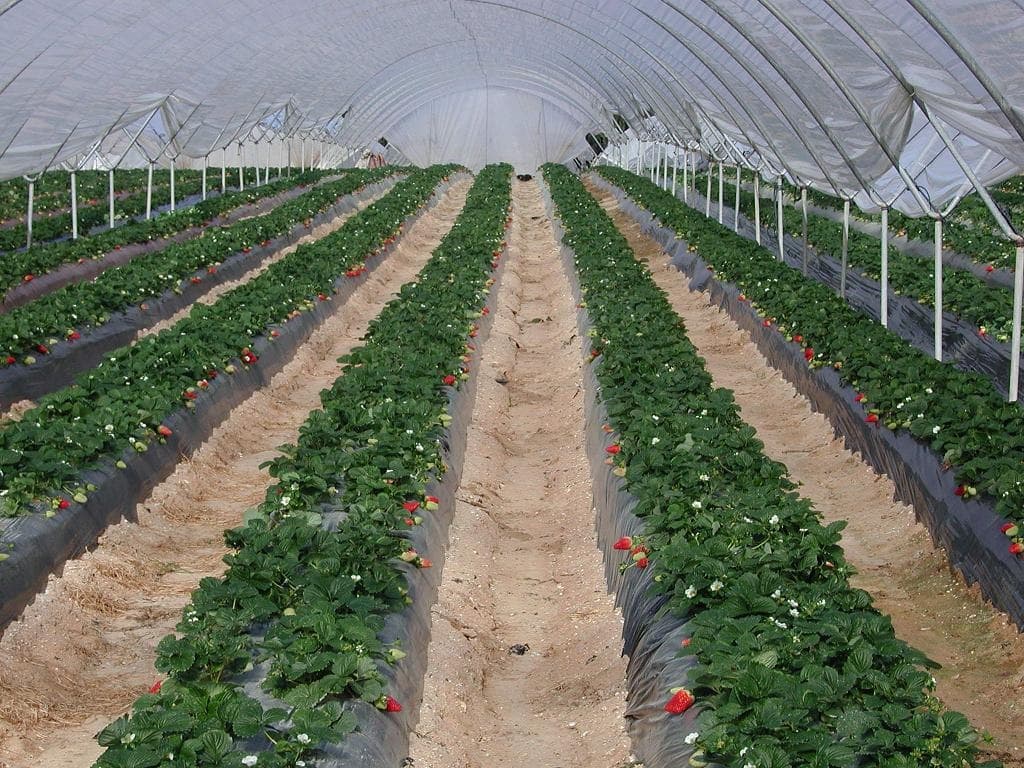 Fresas de Huelva: el oro rojo de la provincia